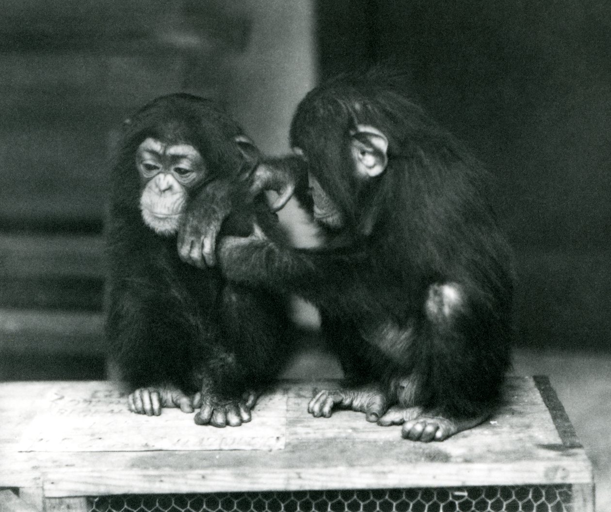 To unge chimpanser sidder på en trækasse. Den ene sidder stille, mens den anden plejer sin pels, London Zoo af Frederick William Bond