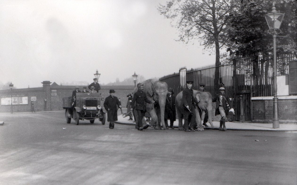 At gå et par elefanter fra havnen i 1923 til ZSL London Zoo, sidste gang dette nogensinde blev gjort af Frederick William Bond