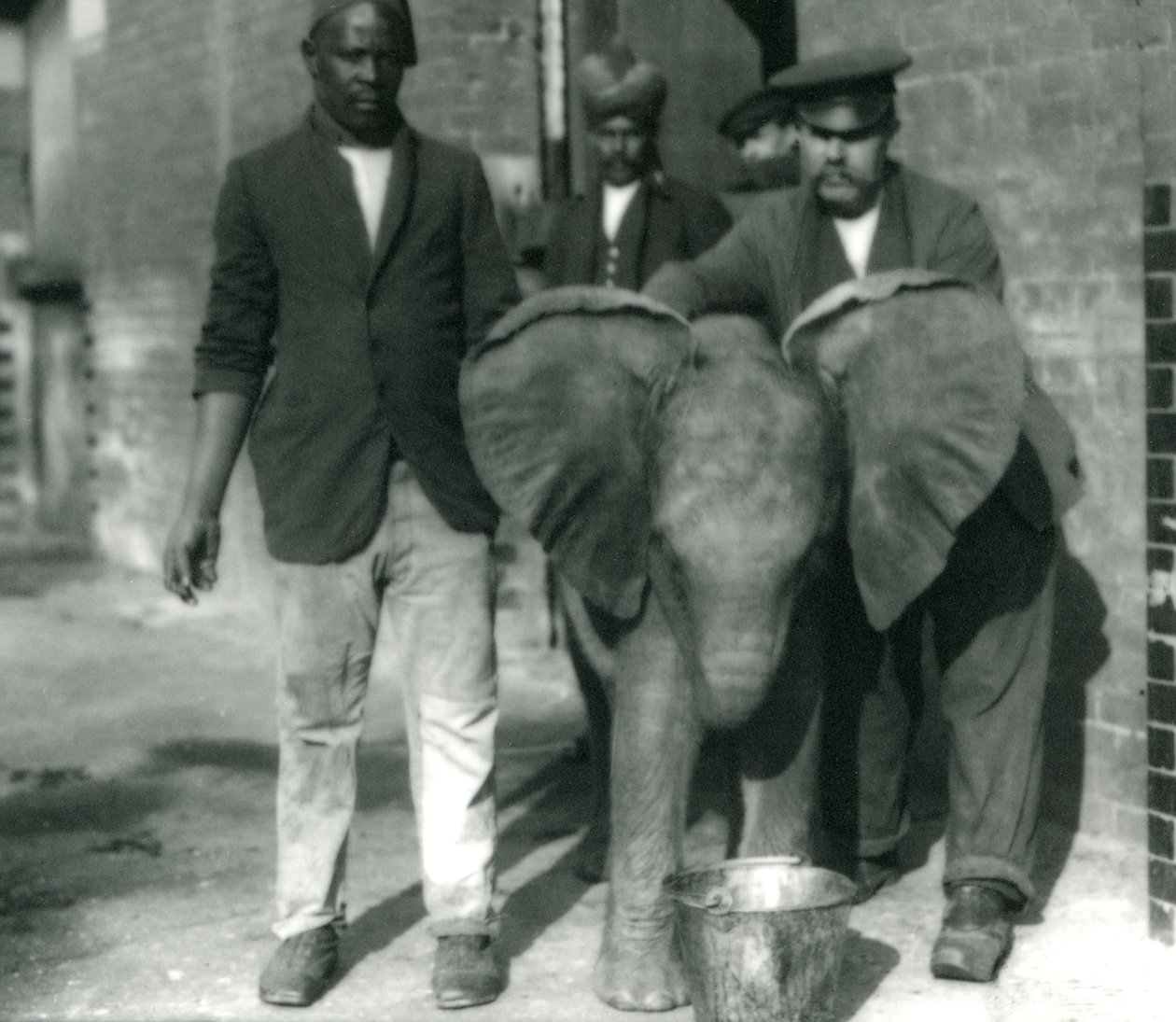 Den unge afrikanske elefant Kiberenge, der drikker af en spand, med trænerne Darish og Syed Ali og Keeper H. Robertson i 1923 af Frederick William Bond