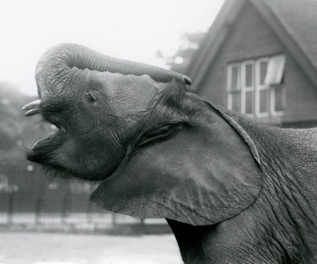 Ung afrikansk elefant Kiberenge løfter sin snabel og kalder, London Zoo, august 1925 af Frederick William Bond