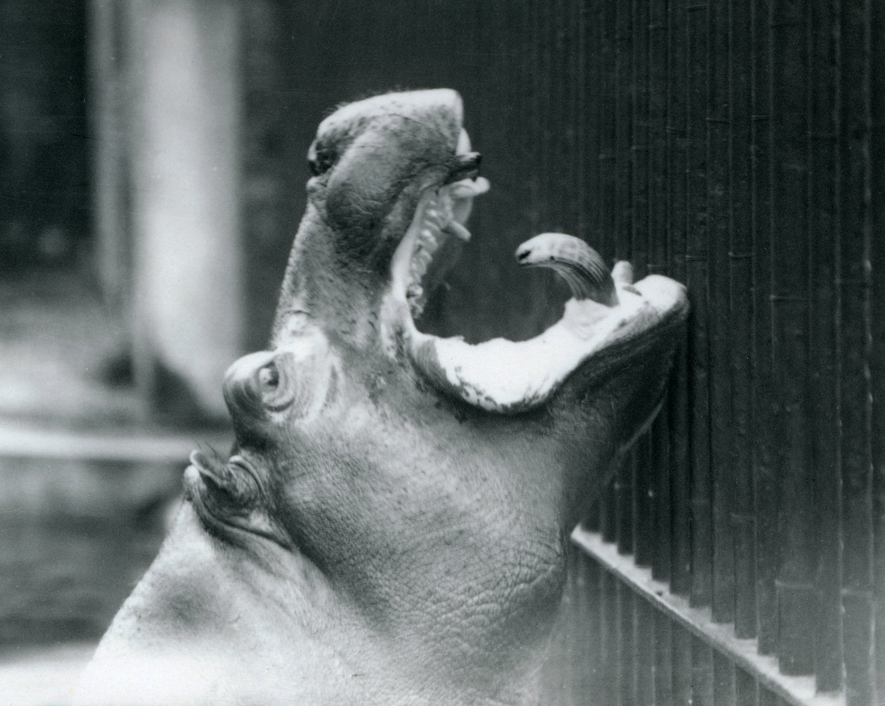 Den unge flodhest Bobbie i London Zoo, 1927 af Frederick William Bond