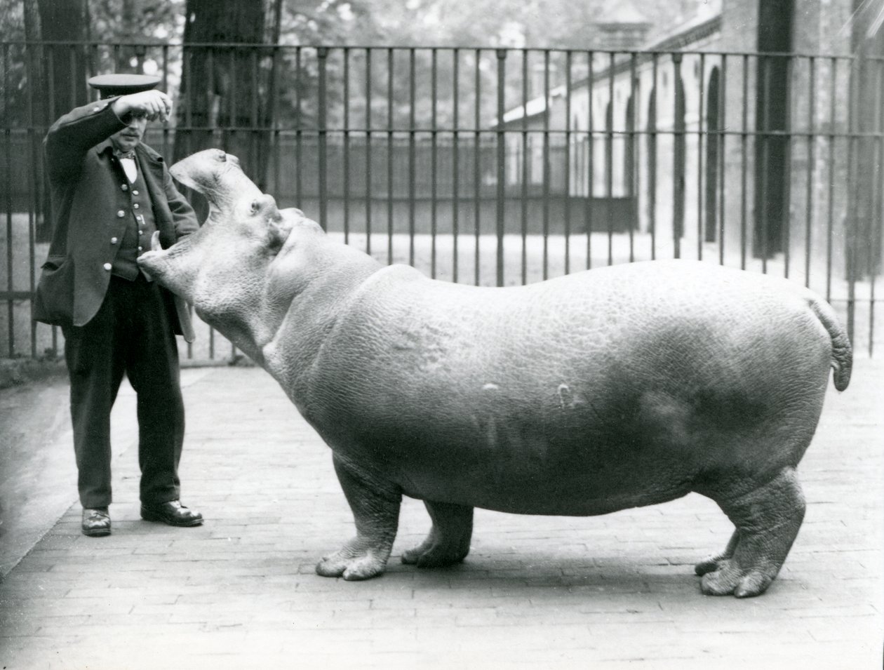 Ung flodhest Bobbie med keeper Ernie Bowman, London Zoo, juli 1923 (bw-foto) af Frederick William Bond