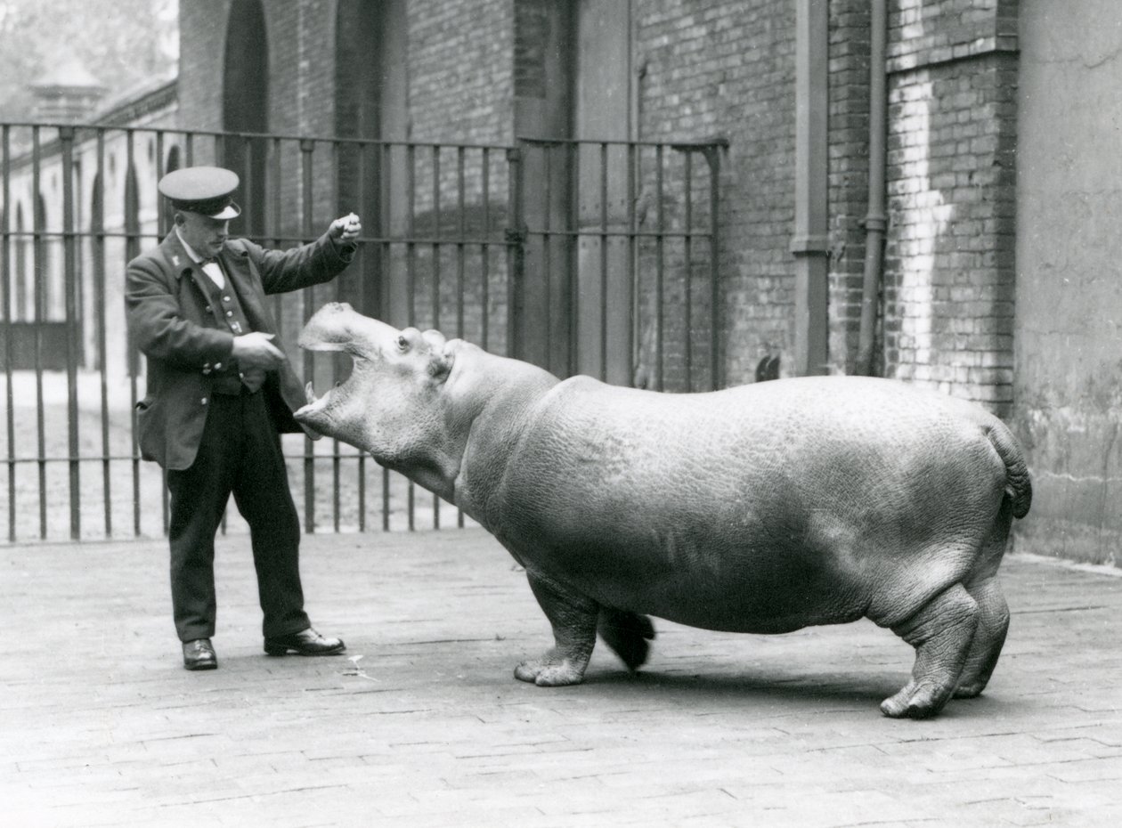 Ung flodhest Bobbie med keeper Ernie Bowman, London Zoo, juli 1923 (bw-foto) af Frederick William Bond