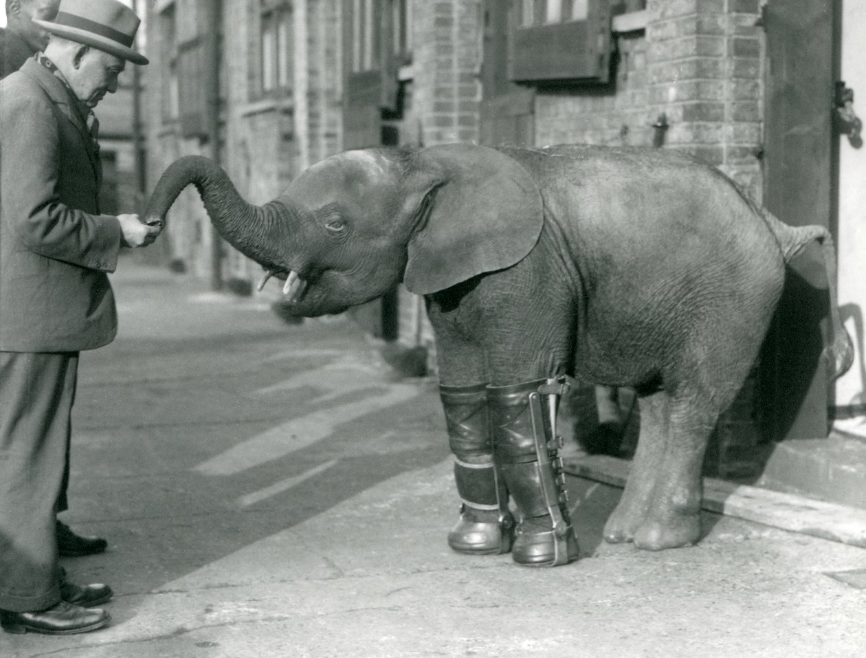 Ung pygmæ afrikansk elefant Oojah med skinner monteret som en del af hendes behandling for rakitis, London Zoo, 1926 af Frederick William Bond