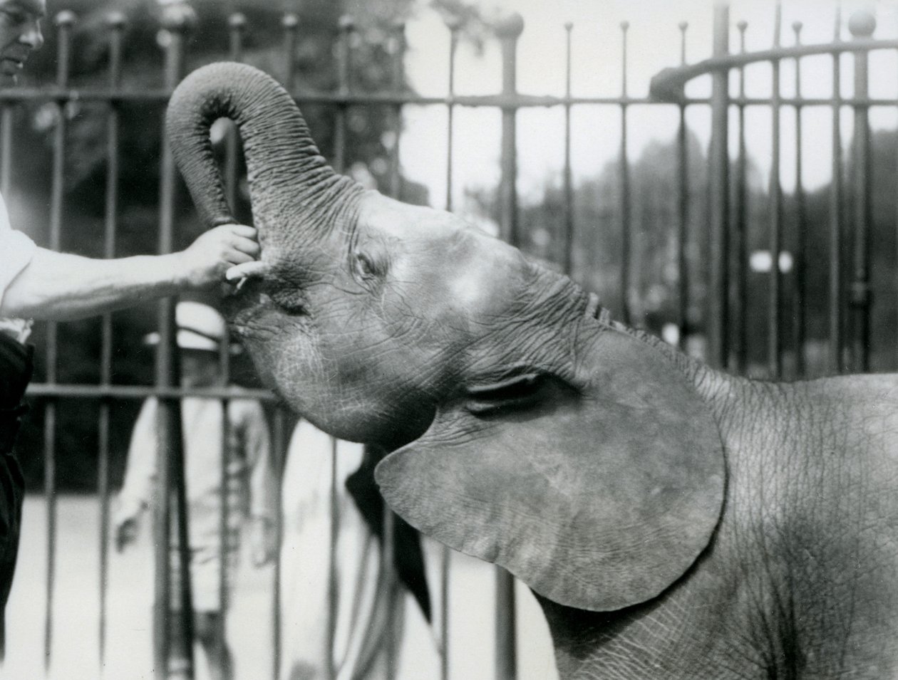 Den unge afrikanske dværgelefanthun Oojah får en godbid, London Zoo, juli 1925 af Frederick William Bond