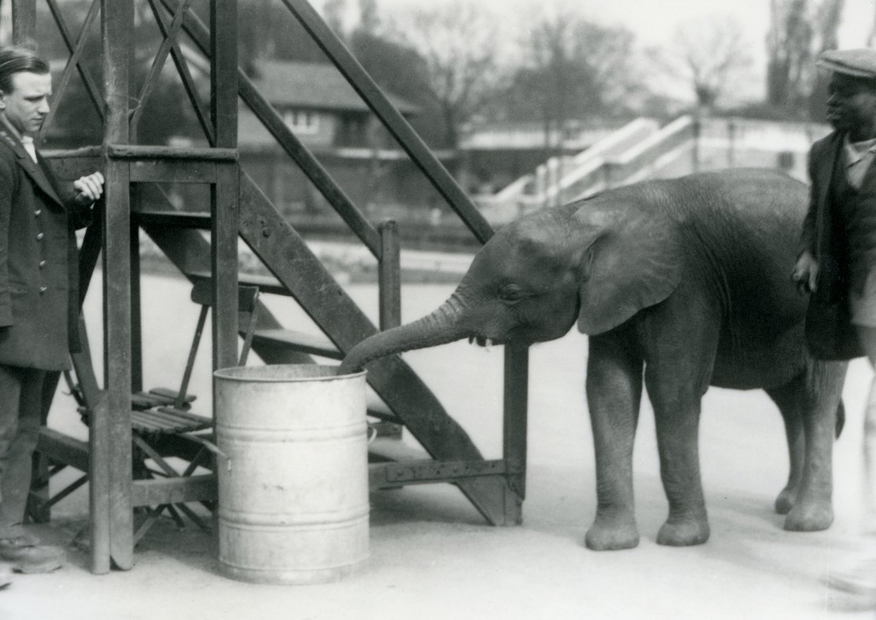 Ung kvindelig afrikansk pygmæelefant Oojah undersøger en tønde med sin snabel, mens hendes målmand og træner kigger på, London Zoo, juli 1925 af Frederick William Bond