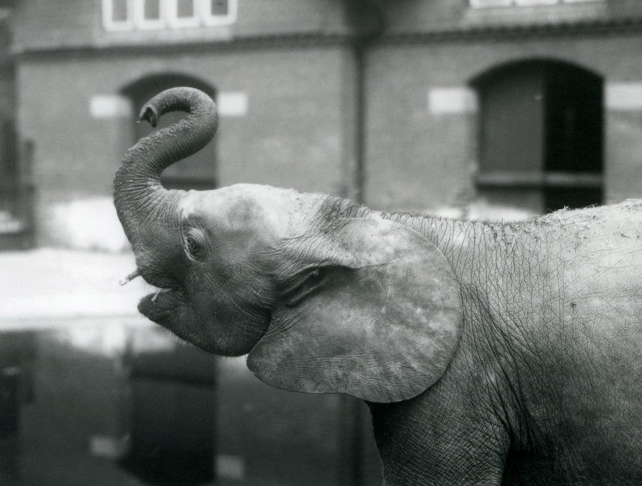 Ung kvindelig afrikansk pygmæelefant Oojah løfter sin snabel i London Zoo, august 1925 af Frederick William Bond
