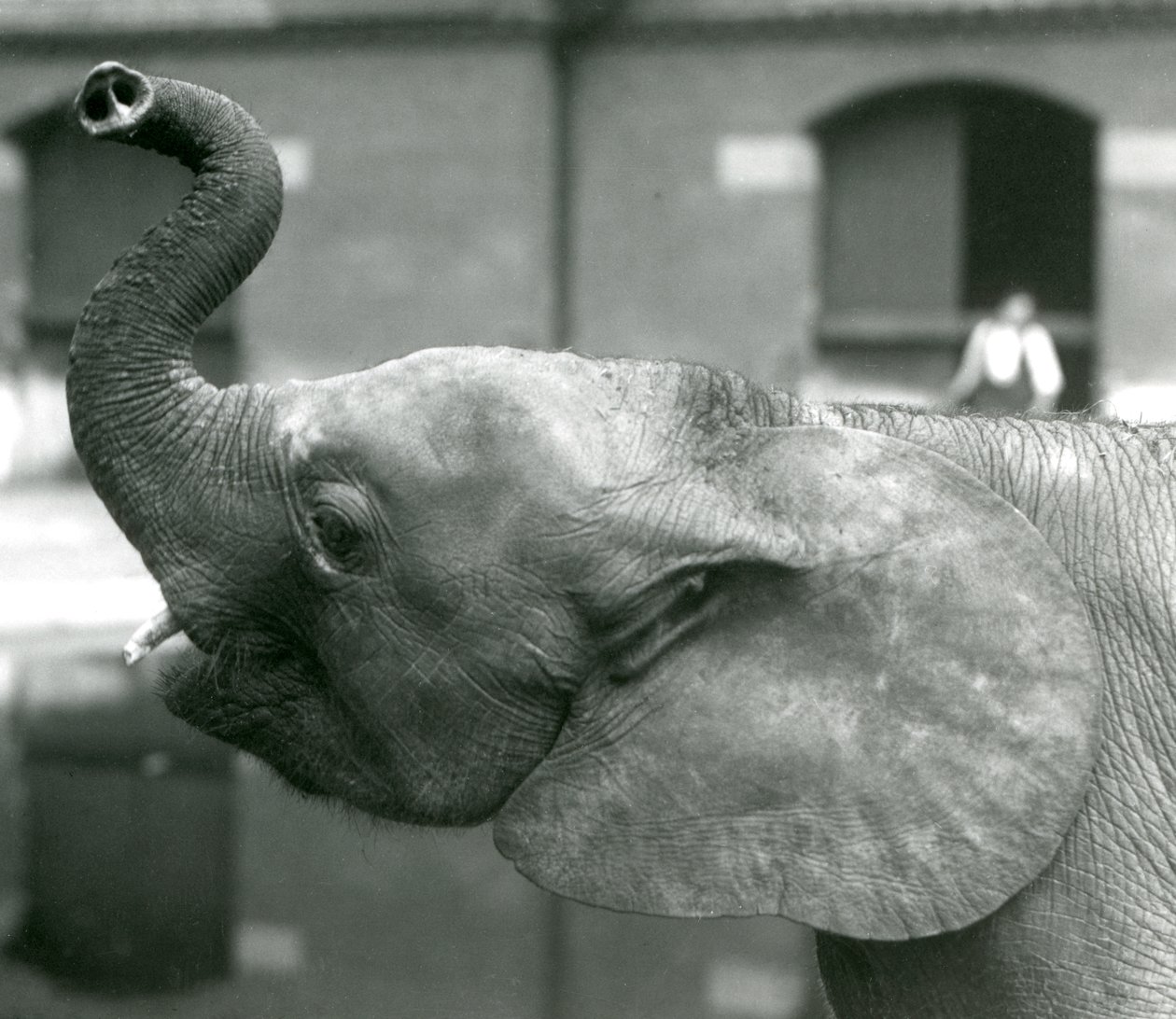 Ung kvindelig afrikansk pygmæelefant Oojah løfter sin snabel i London Zoo, august 1925 af Frederick William Bond