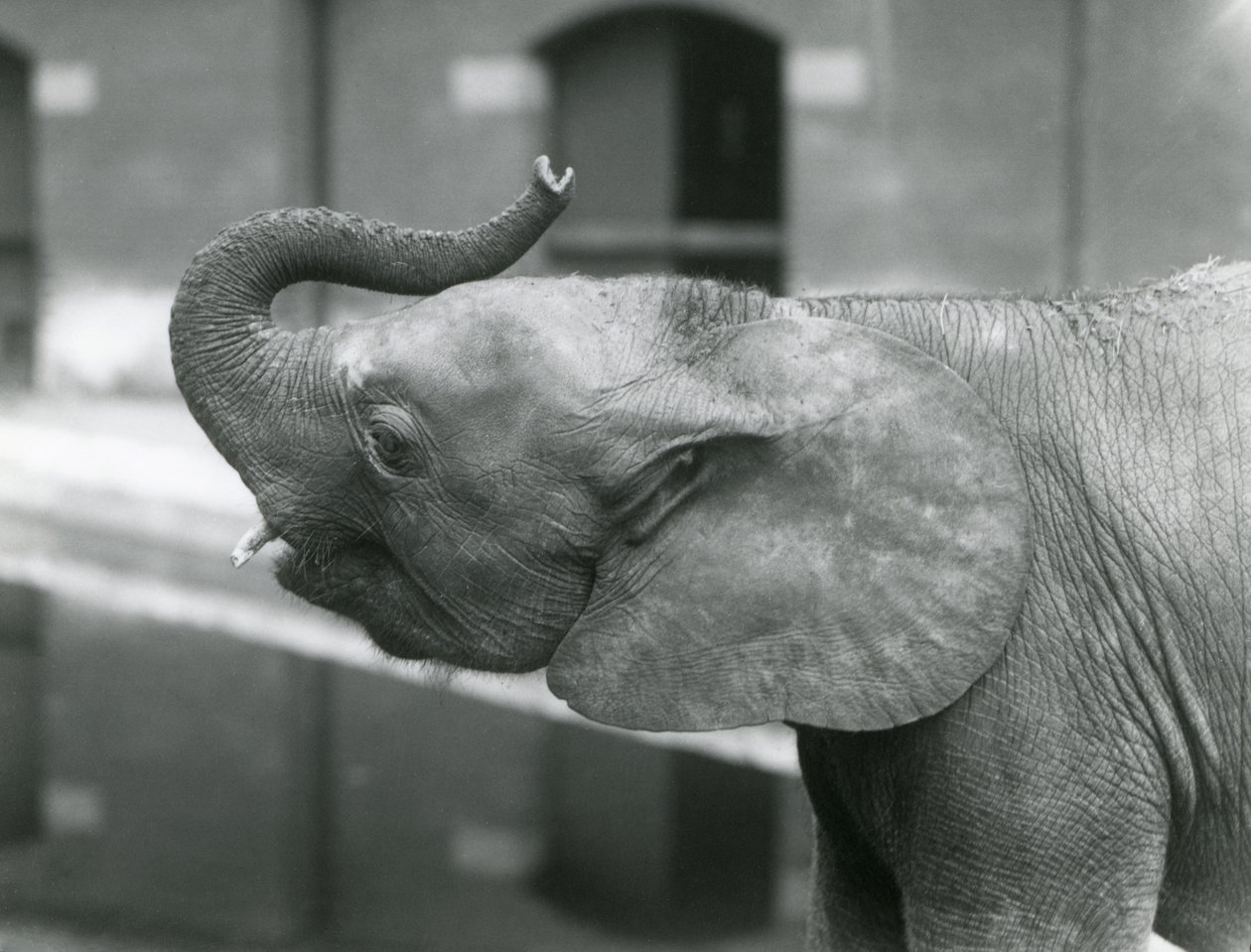 Ung kvindelig afrikansk pygmæelefant Oojah løfter sin snabel i London Zoo, juli 1925 af Frederick William Bond