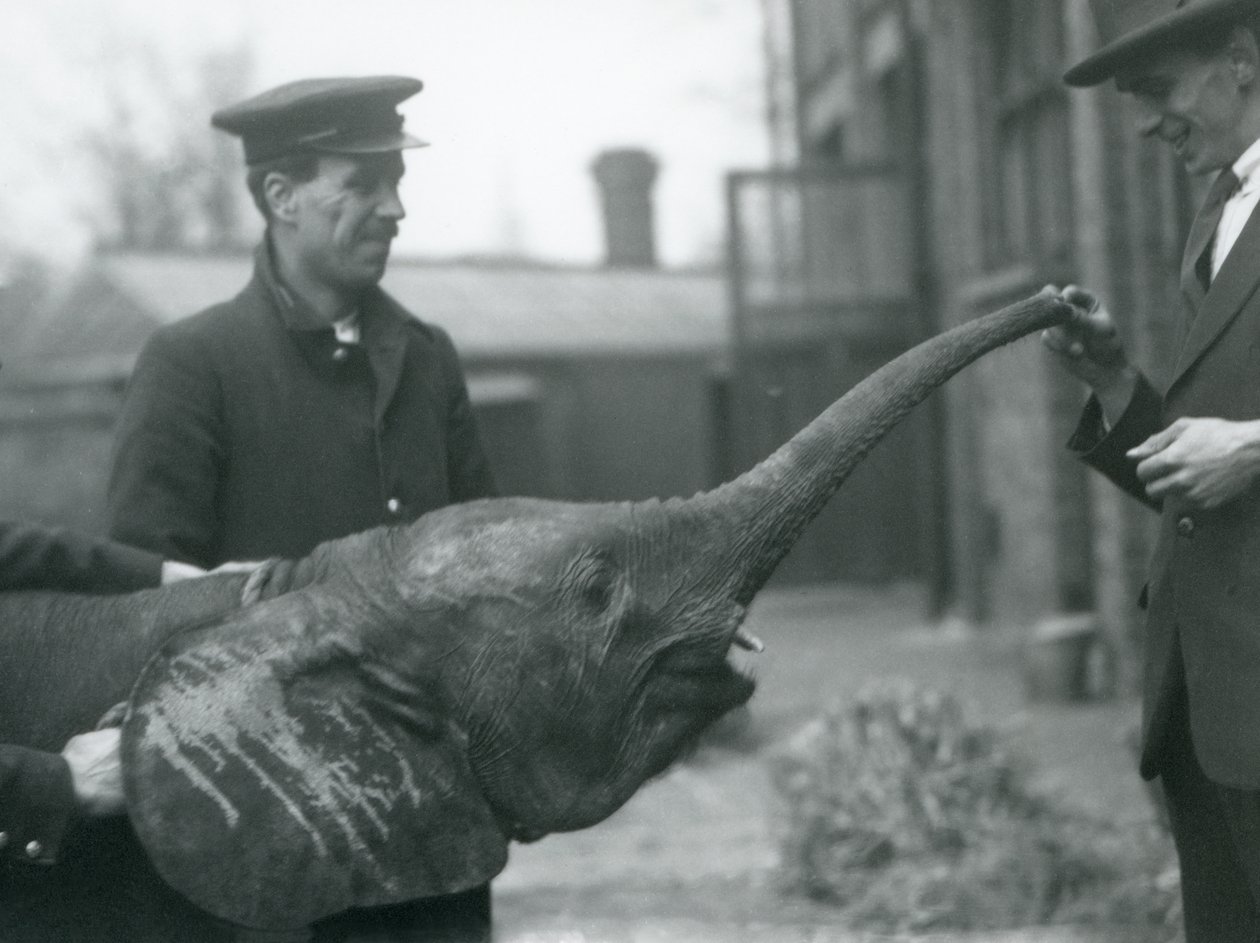 Ung kvindelig afrikansk pygmæelefant Oojah hæver sin snabel for en godbid i London Zoo, juni 1925 af Frederick William Bond