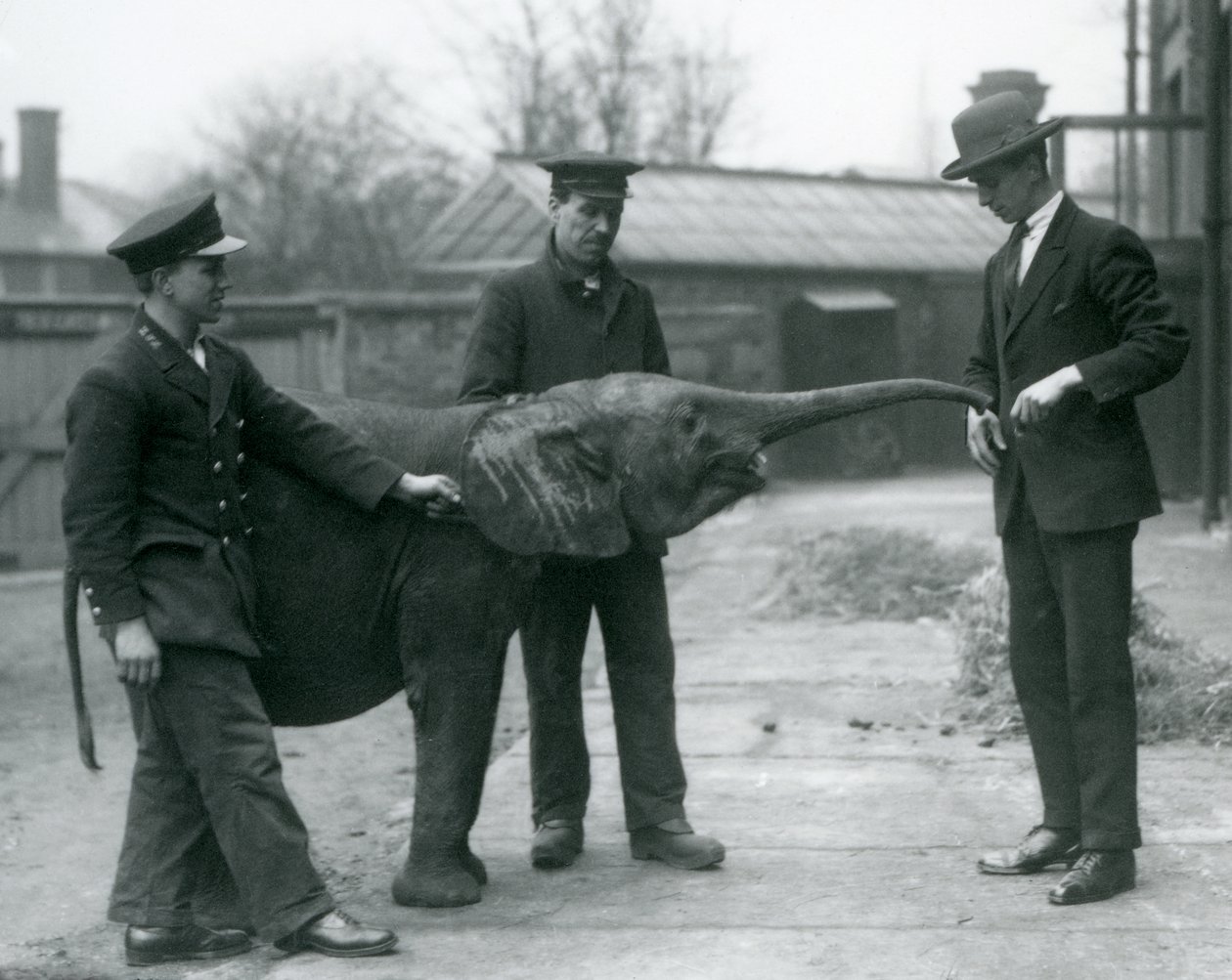 Ung kvindelig afrikansk pygmæelefant Oojah hæver sin snabel for en godbid i London Zoo, juni 1925 af Frederick William Bond