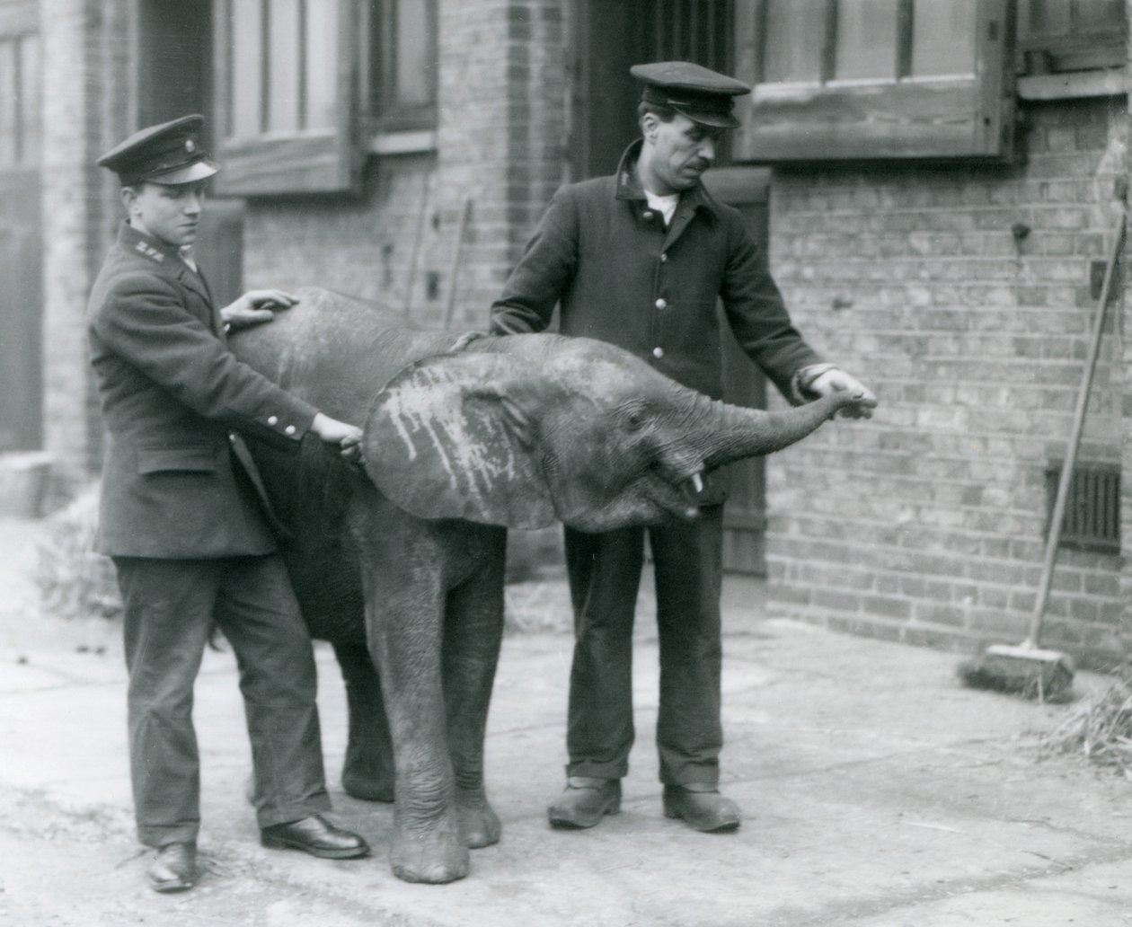 Ung kvindelig afrikansk pygmæelefant Oojah hæver sin snabel for at få en godbid fra sine dyrepassere i London Zoo, april 1925 af Frederick William Bond
