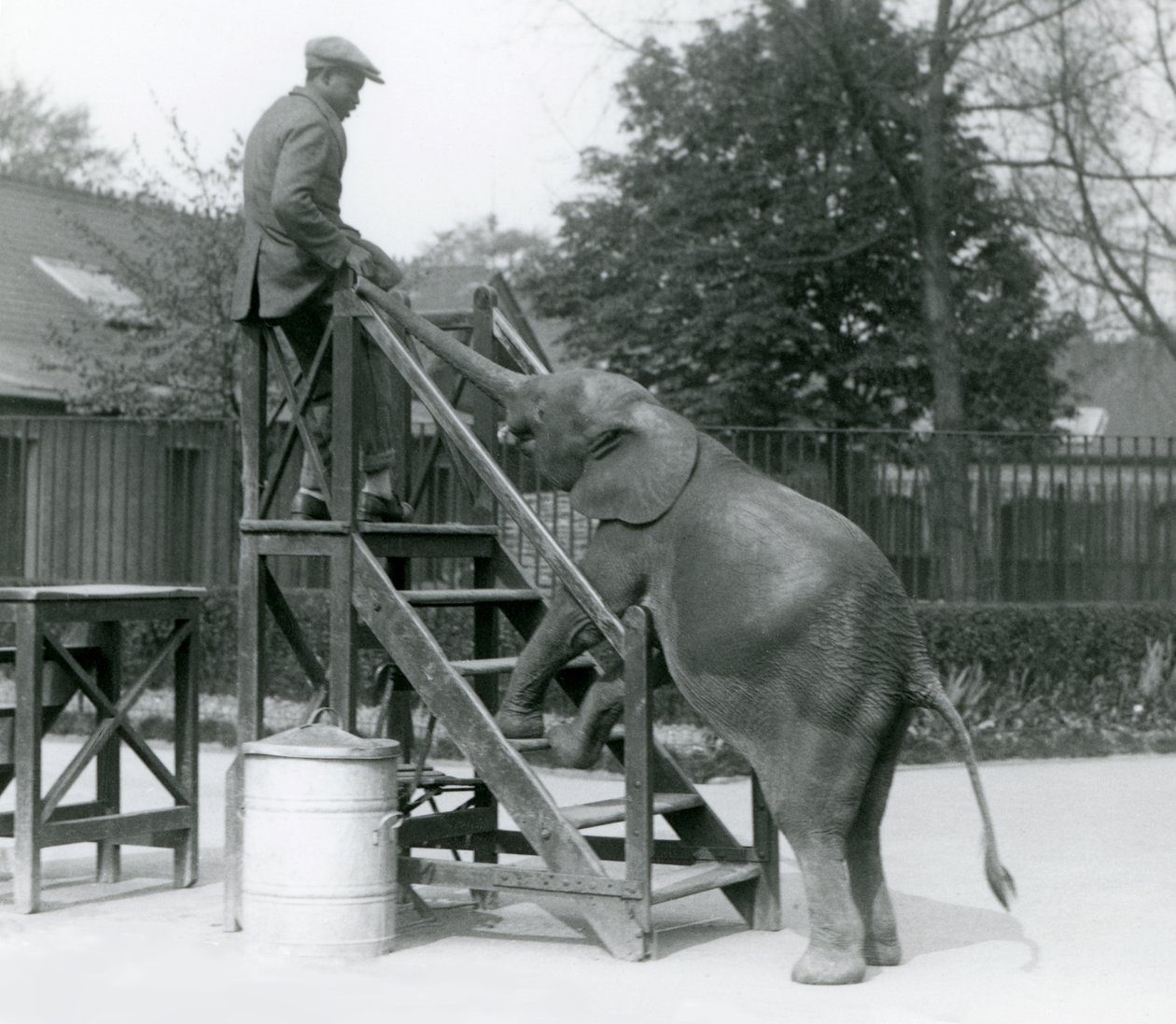 Ung kvindelig afrikansk pygmæelefant Oojah med sine forfødder på indskibningstrappen, rækkende ud efter sin træner, som er på det øverste trin, med sin snabel, London Zoo, juni 1925 af Frederick William Bond