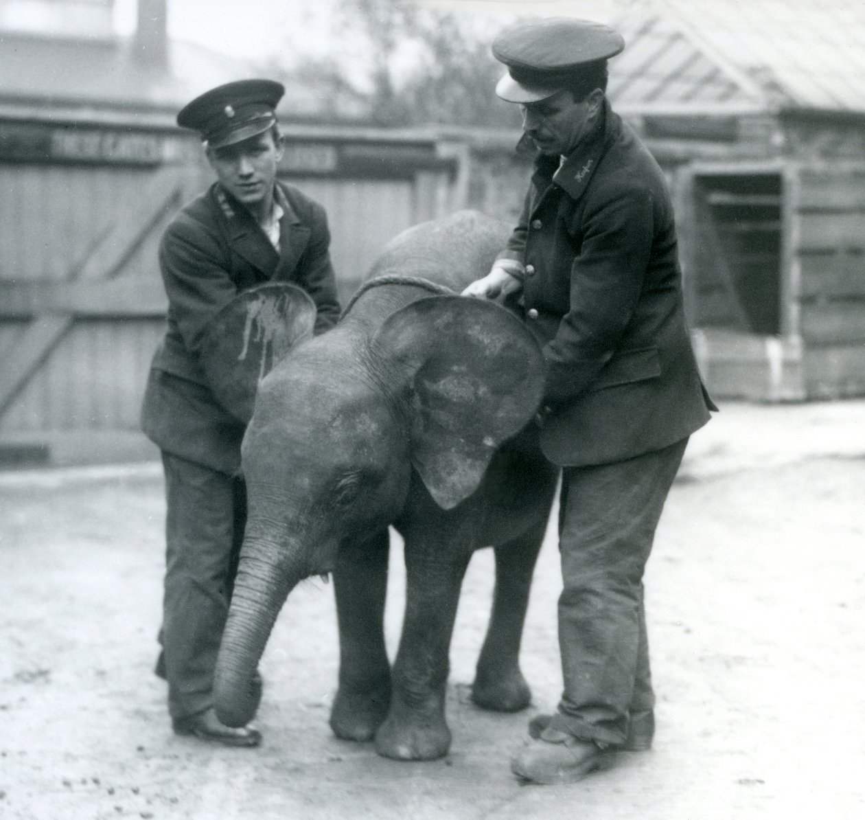 Ung kvindelig afrikansk pygmæelefant Oojah med to keepere i London Zoo i april 1925 af Frederick William Bond
