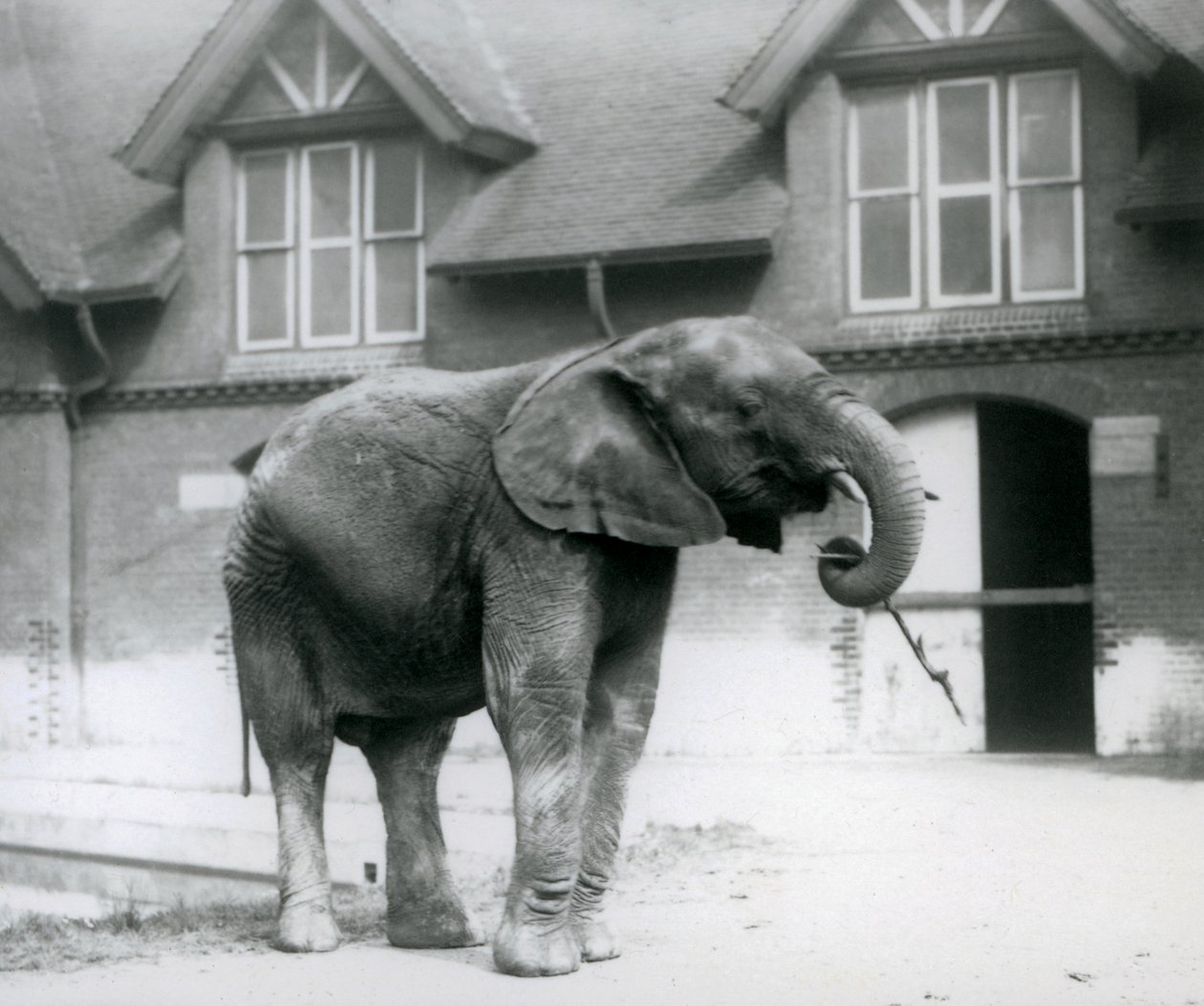Ung mandlig afrikansk elefant Kiberenge stående foran Elephant House, London Zoo, juni 1927 af Frederick William Bond