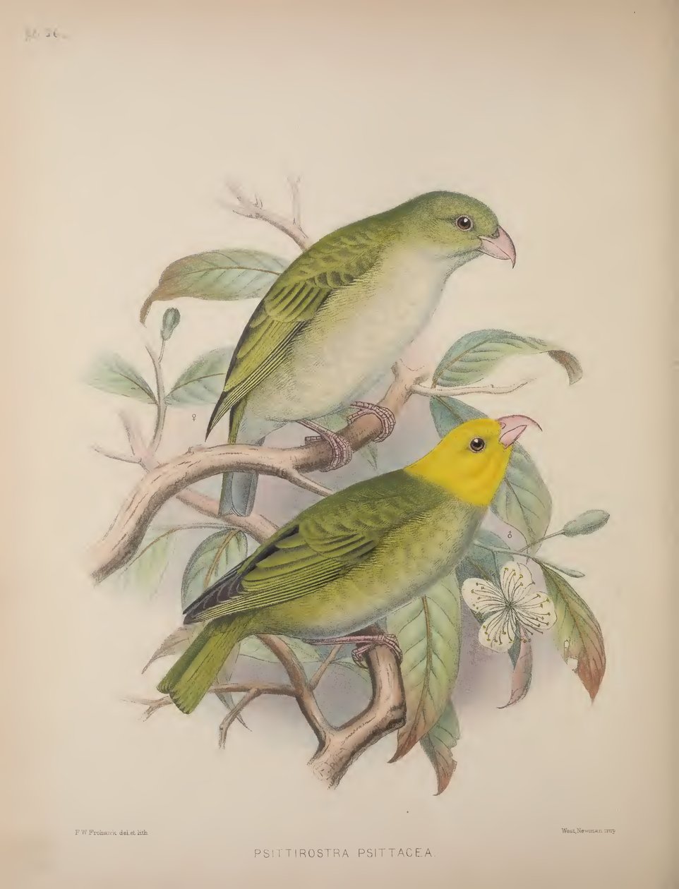 Psittirostra Psittacea, fra 