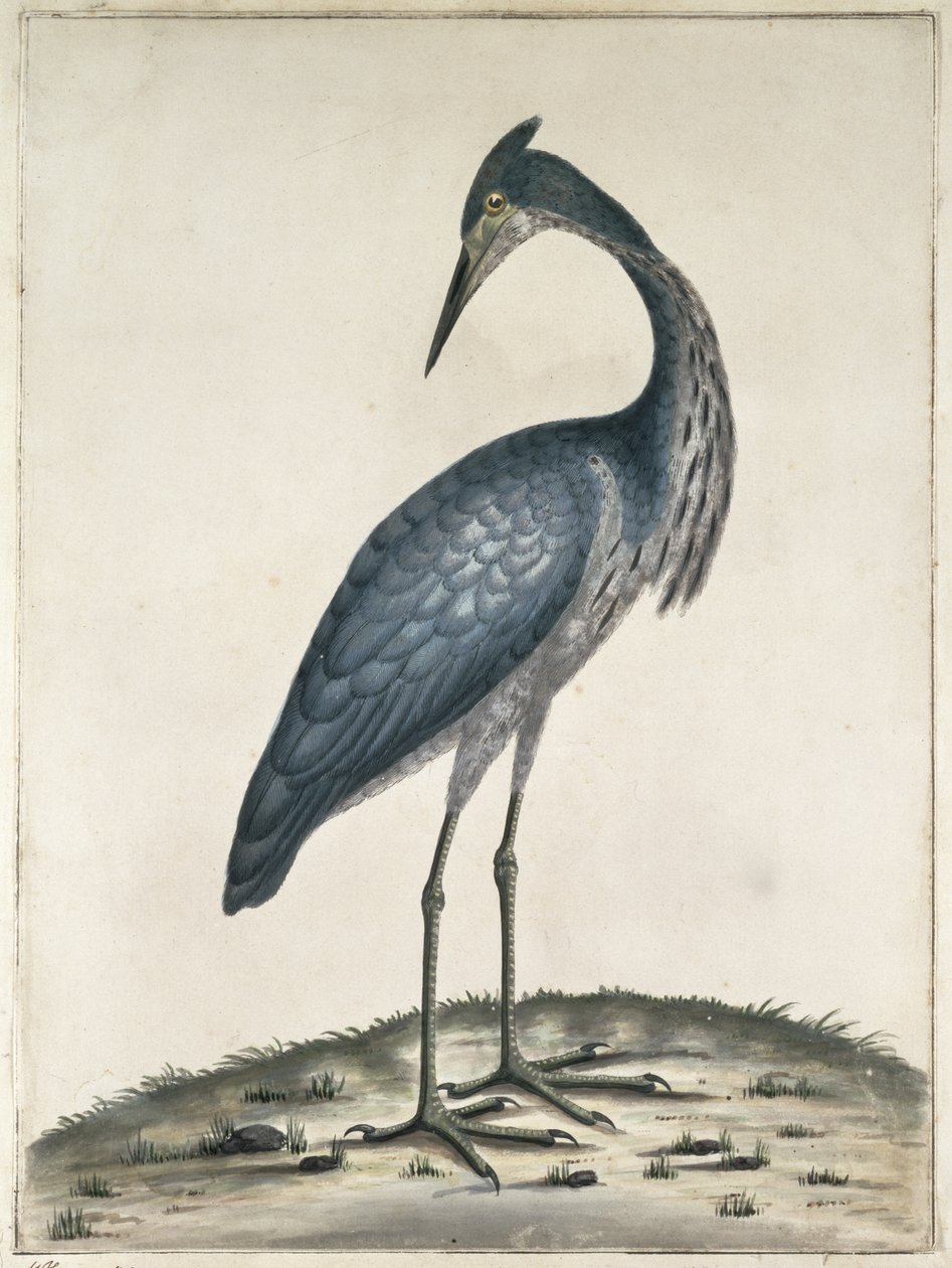 A Heron, 1789 (wc og blæk på papir) af Frederick William Hayes