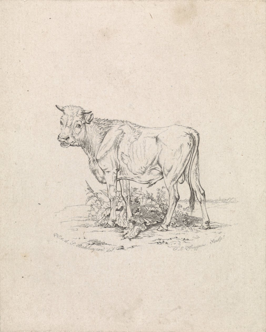 Stier af Frederik Lodewijk Huygens
