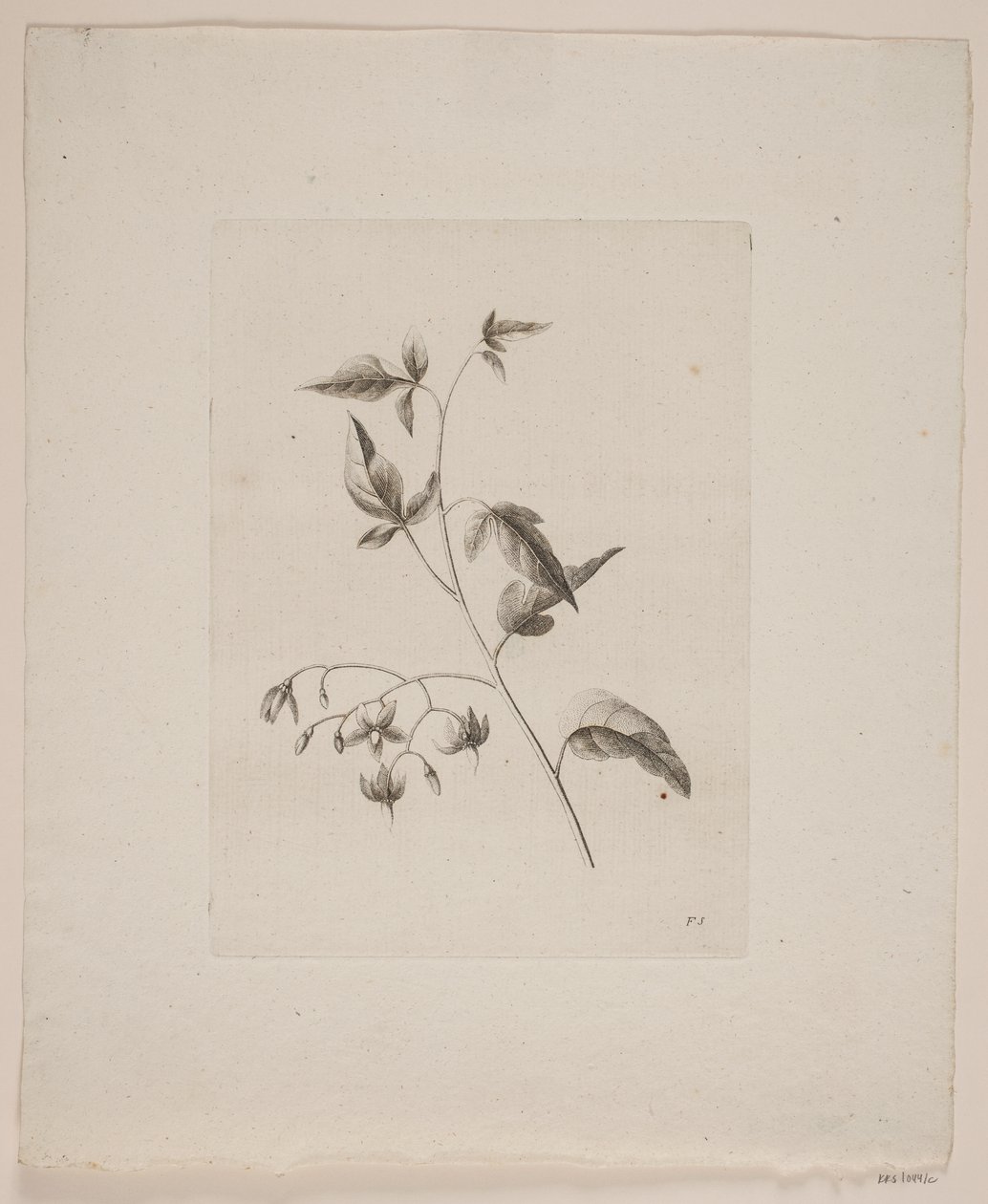 Blomstermotiv af Frederik Schepelern