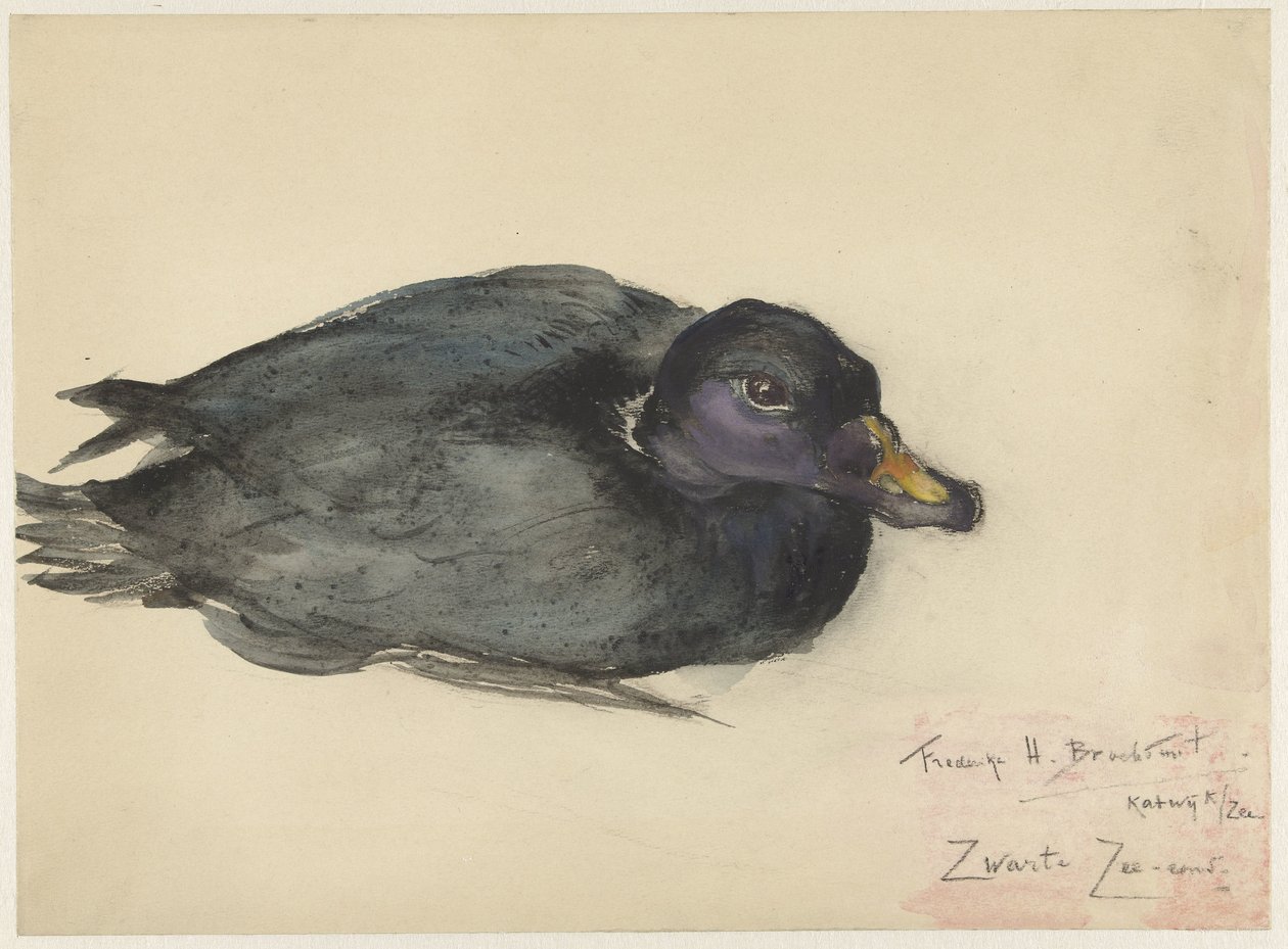 Sort Scoter af Frederika Henriëtte Broeksmit