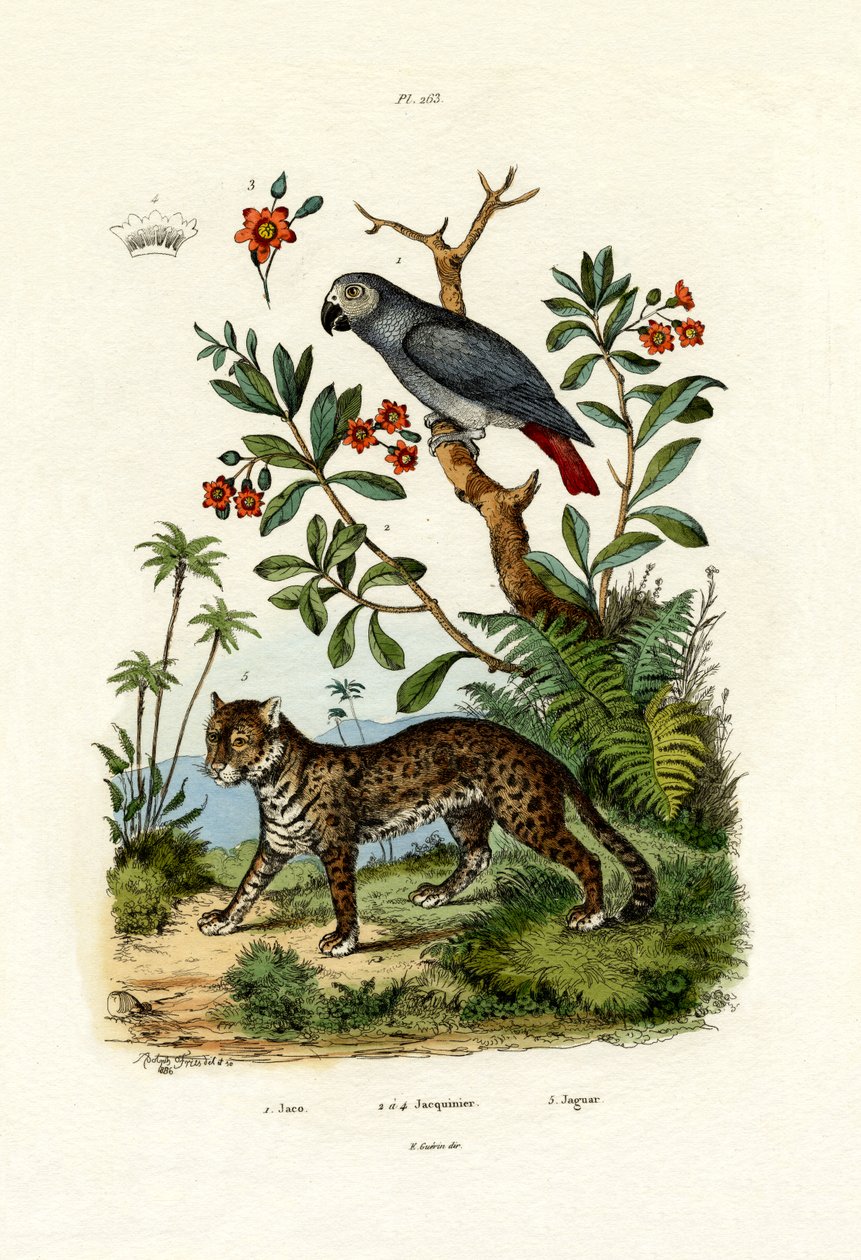 Afrikansk grå papegøje, 1833-39 af French School