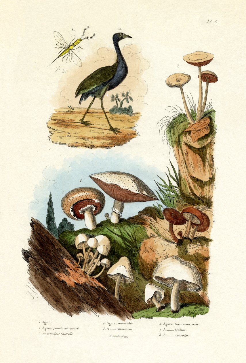 Næste Heron, 1833-39 af French School