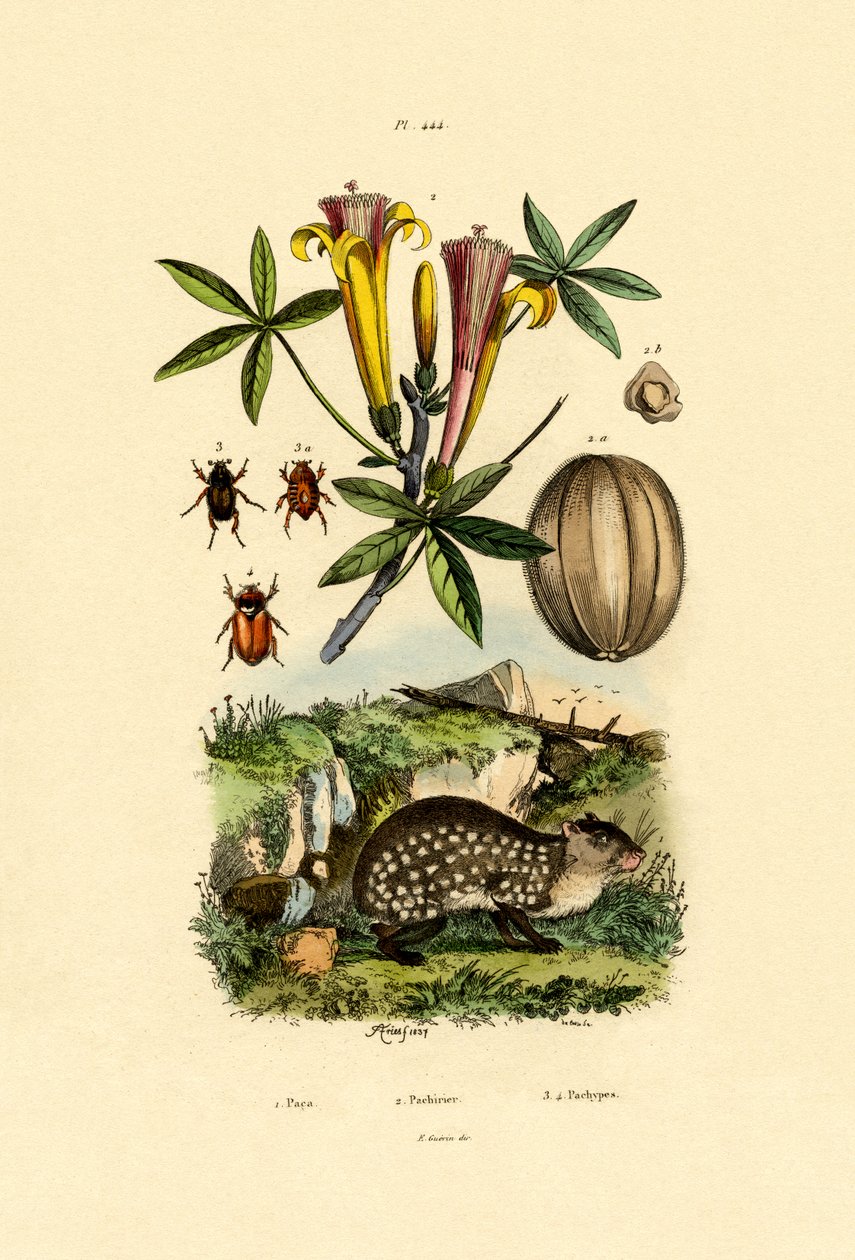 Agouti, 1833-39 af French School