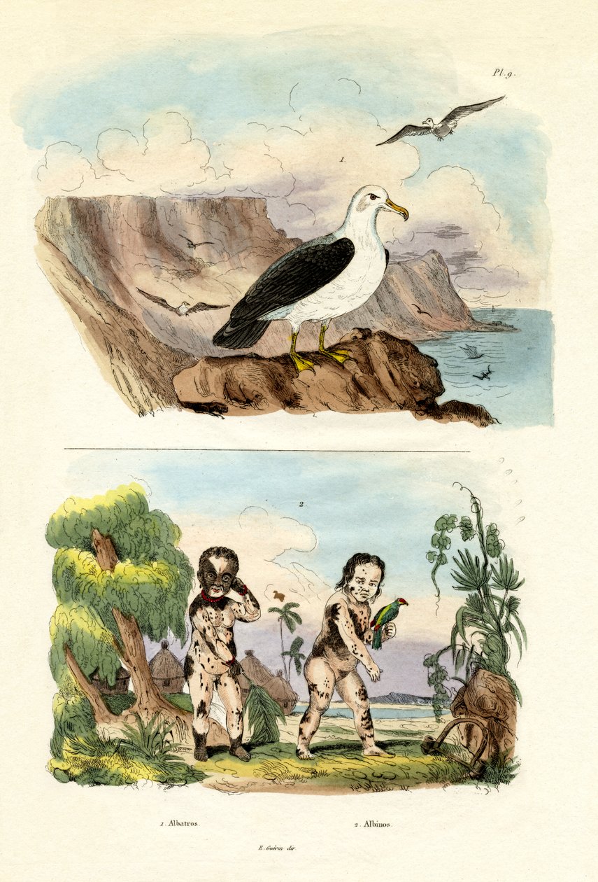 Albatros, 1833-39 af French School