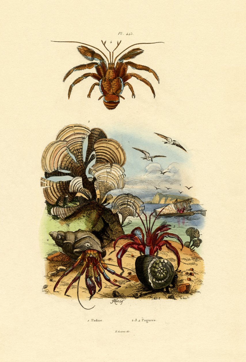 Alga, 1833-39 af French School