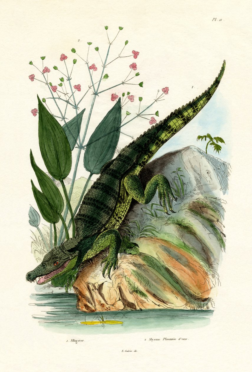 Alligator, 1833-39 af French School