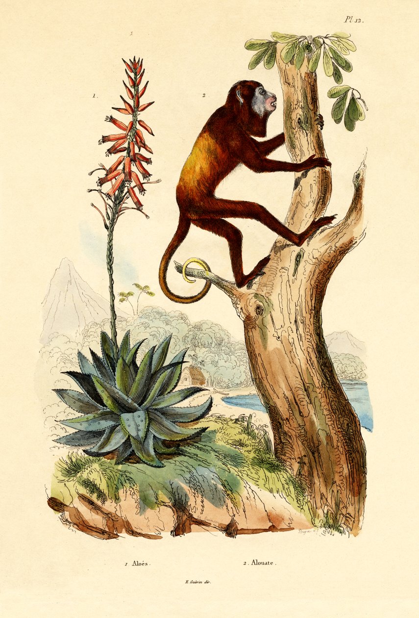 Aloe vera, 1833-39 af French School