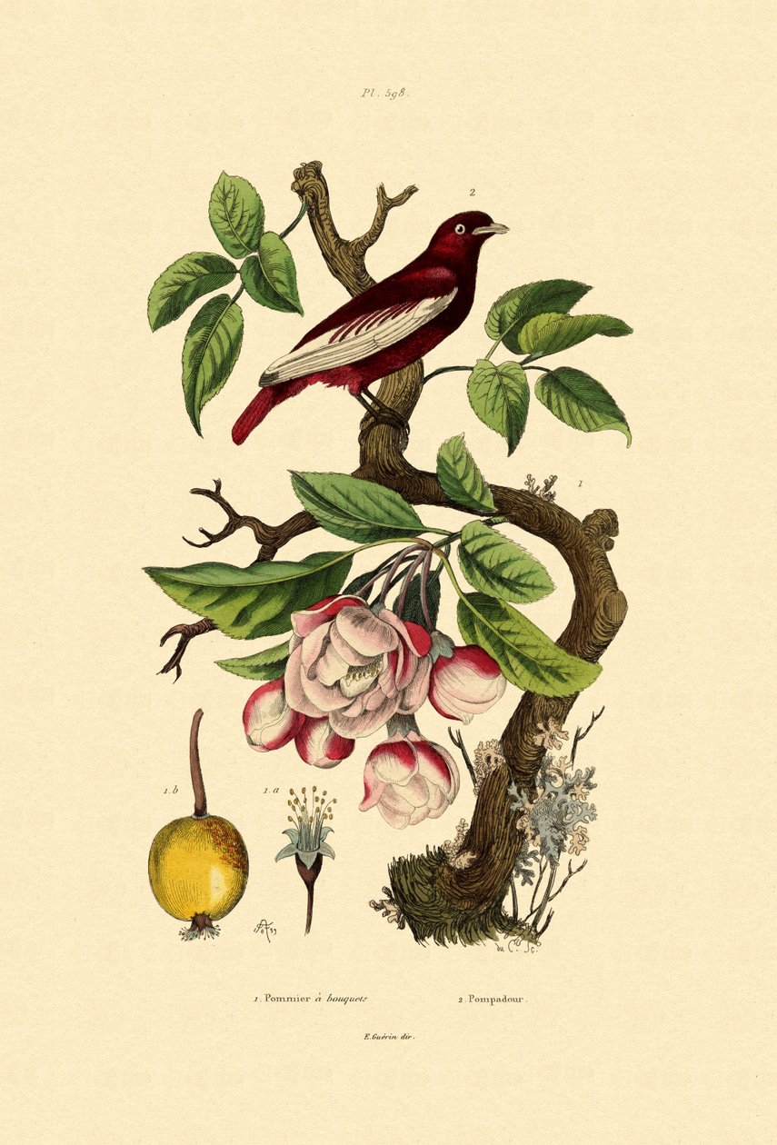 Apple, 1833-39 af French School