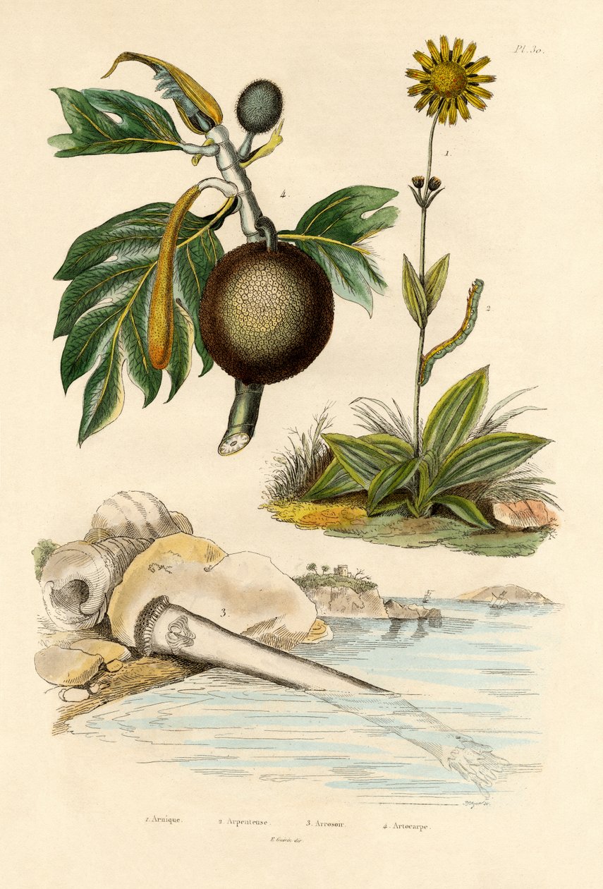Arnica, 1833-39 af French School