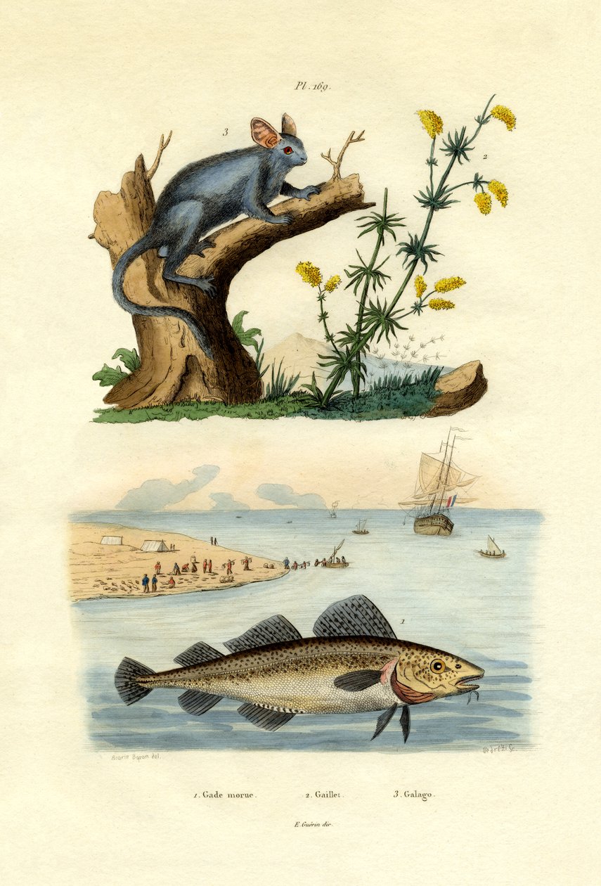 Atlanterhavstorsk, 1833-39 af French School