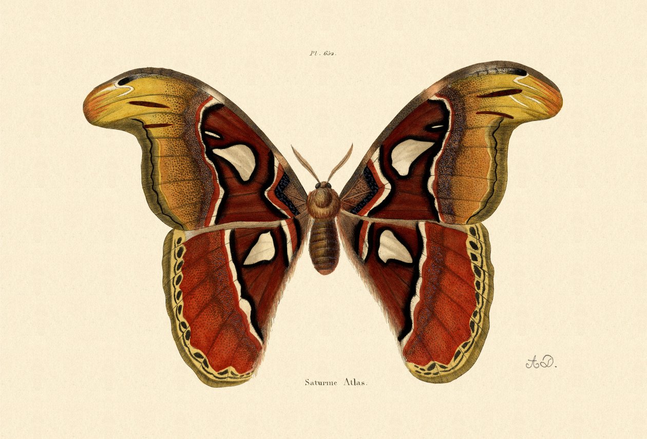 Atlas Moth, 1833-39 af French School