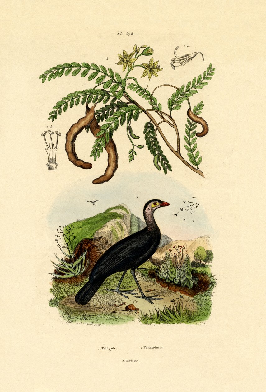 australske Bush Tyrkiet, 1833-39 af French School