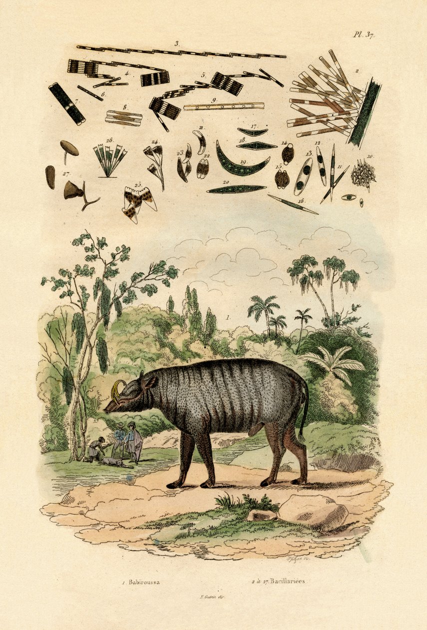 Babirusa, 1833-39 af French School