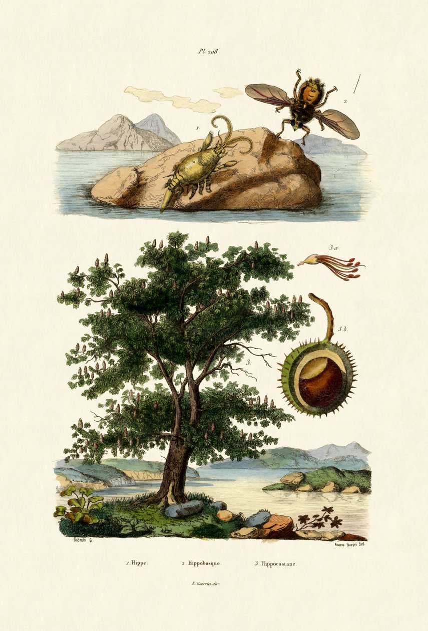 Bait Bug, 1833-39 af French School