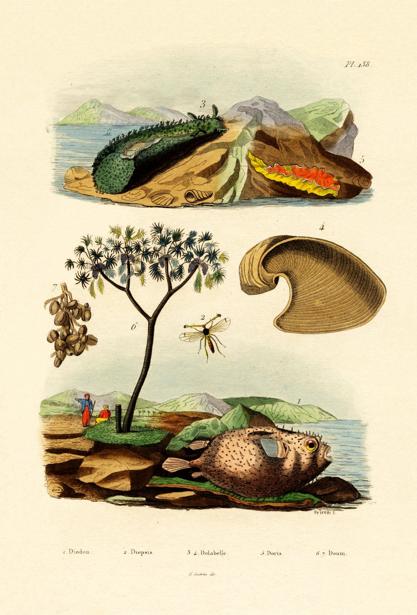 Ballonfisk, 1833-39 af French School