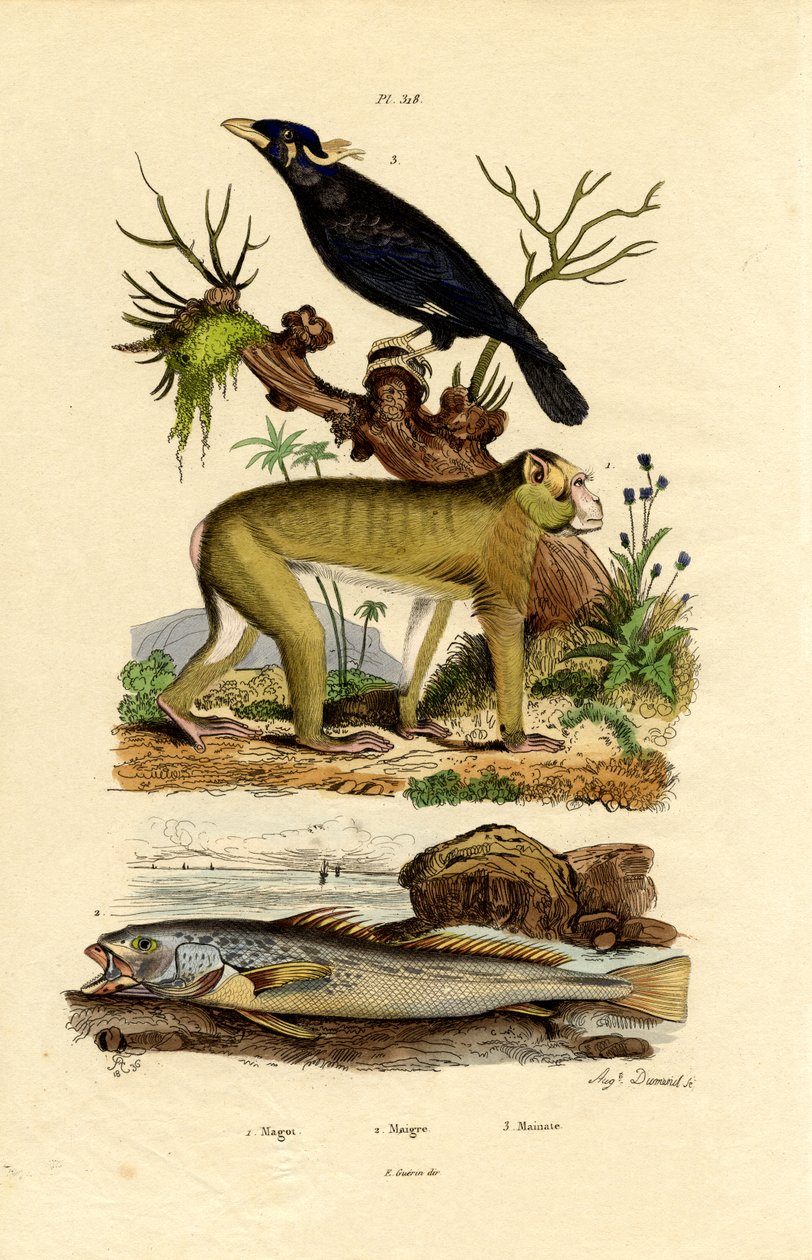 Barbary Ape, 1833-39 af French School