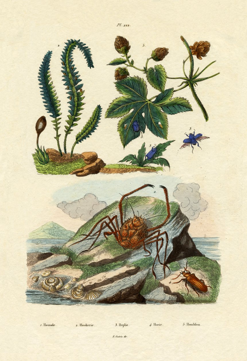 Berberis, 1833-39 af French School