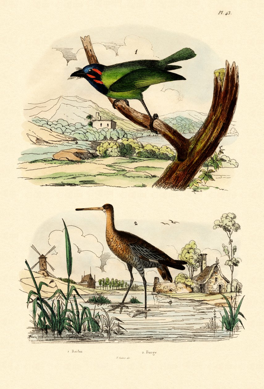 Barbet, 1833-39 af French School