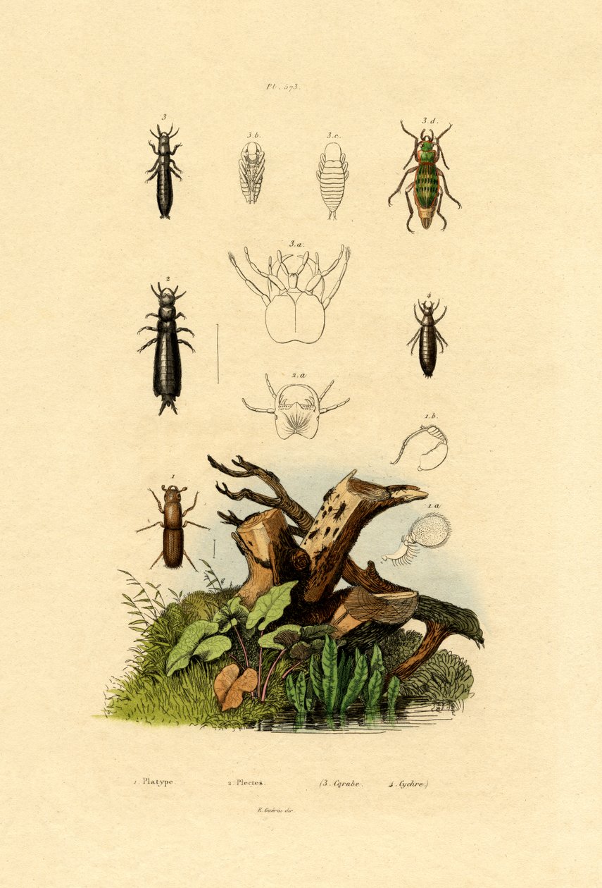 Barkbille, 1833-39 af French School