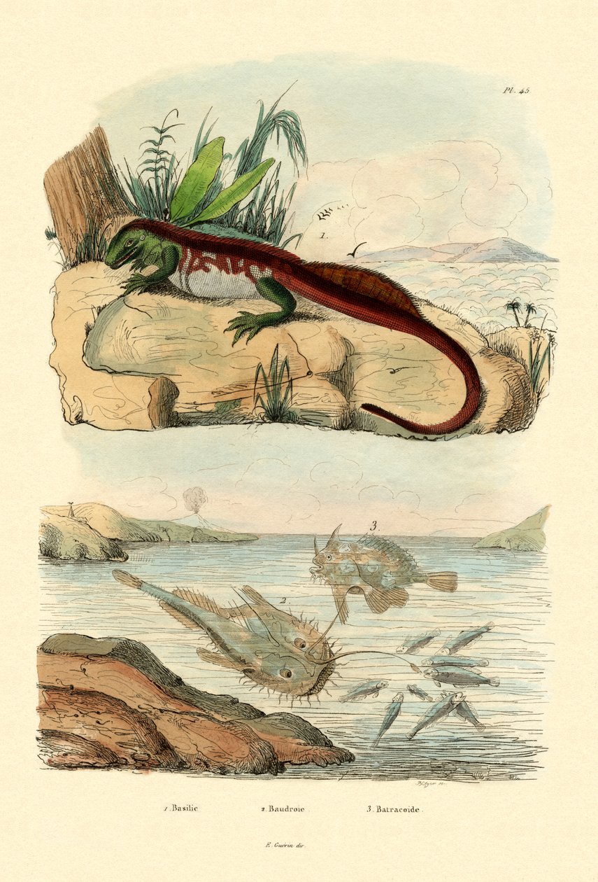 Basilisk, 1833-39 af French School