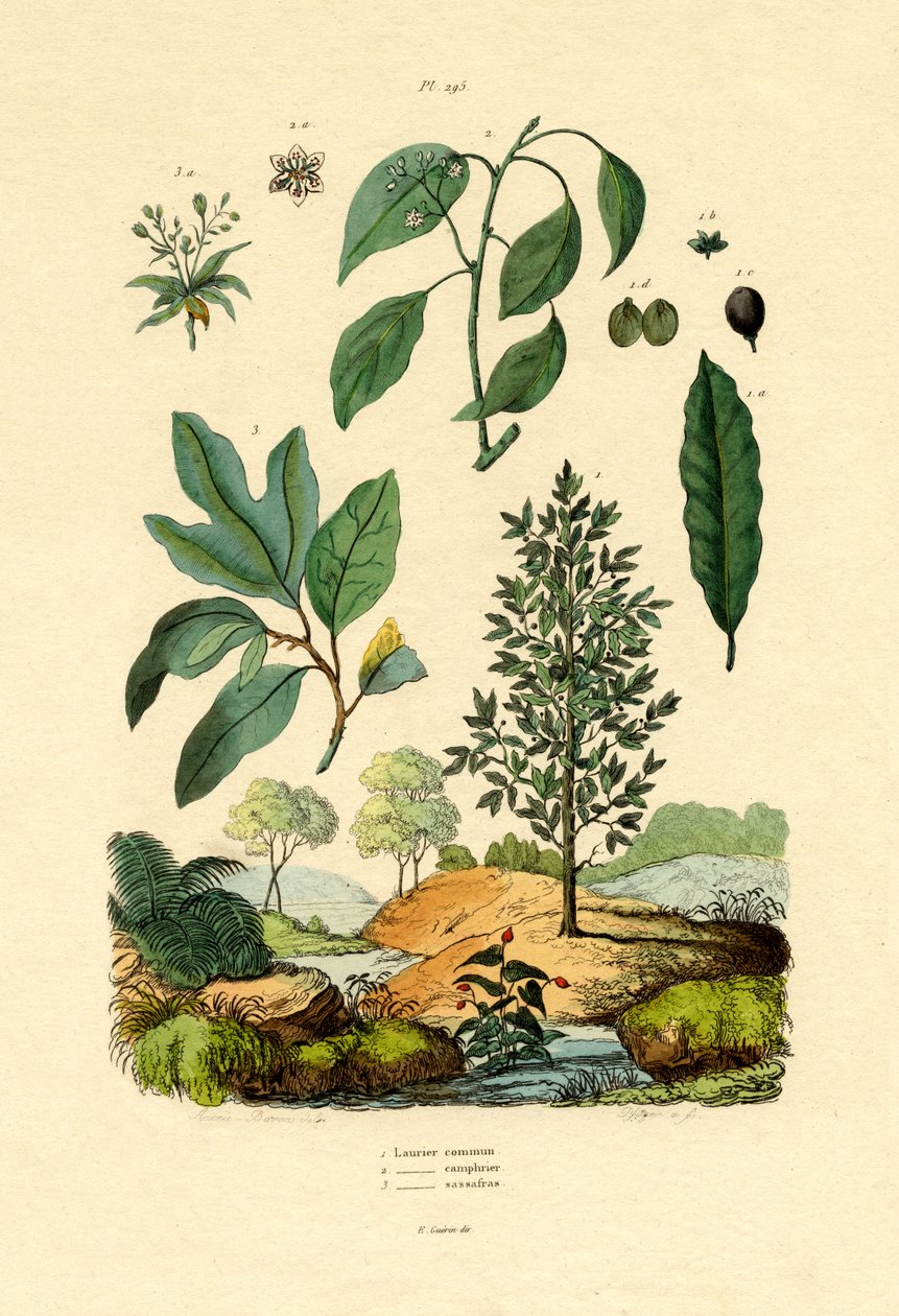 Laurelbugten, 1833-39 af French School