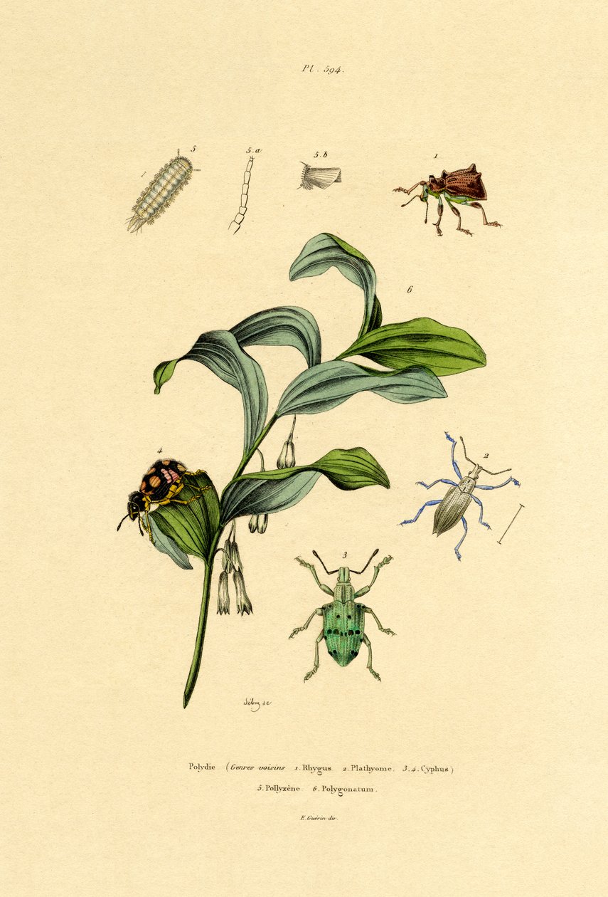 Biller, 1833-39 af French School