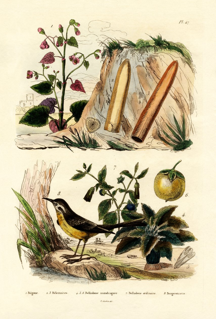 Begonia, 1833-39 af French School