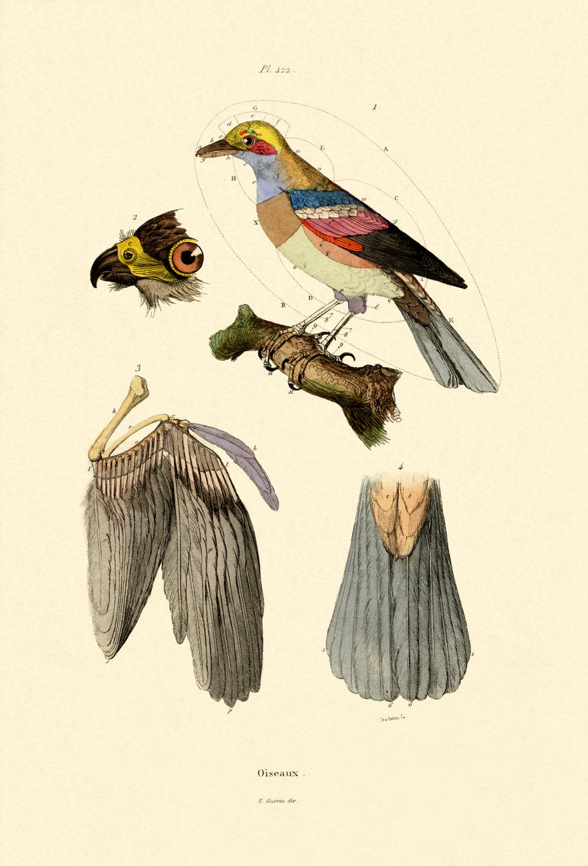 Fugle, 1833-39 af French School