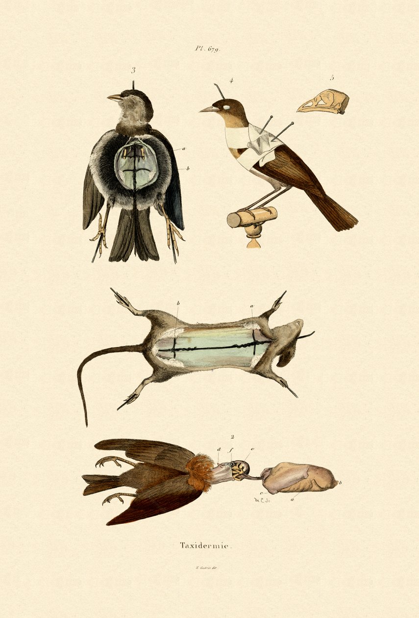 Fugle, 1833-39 af French School