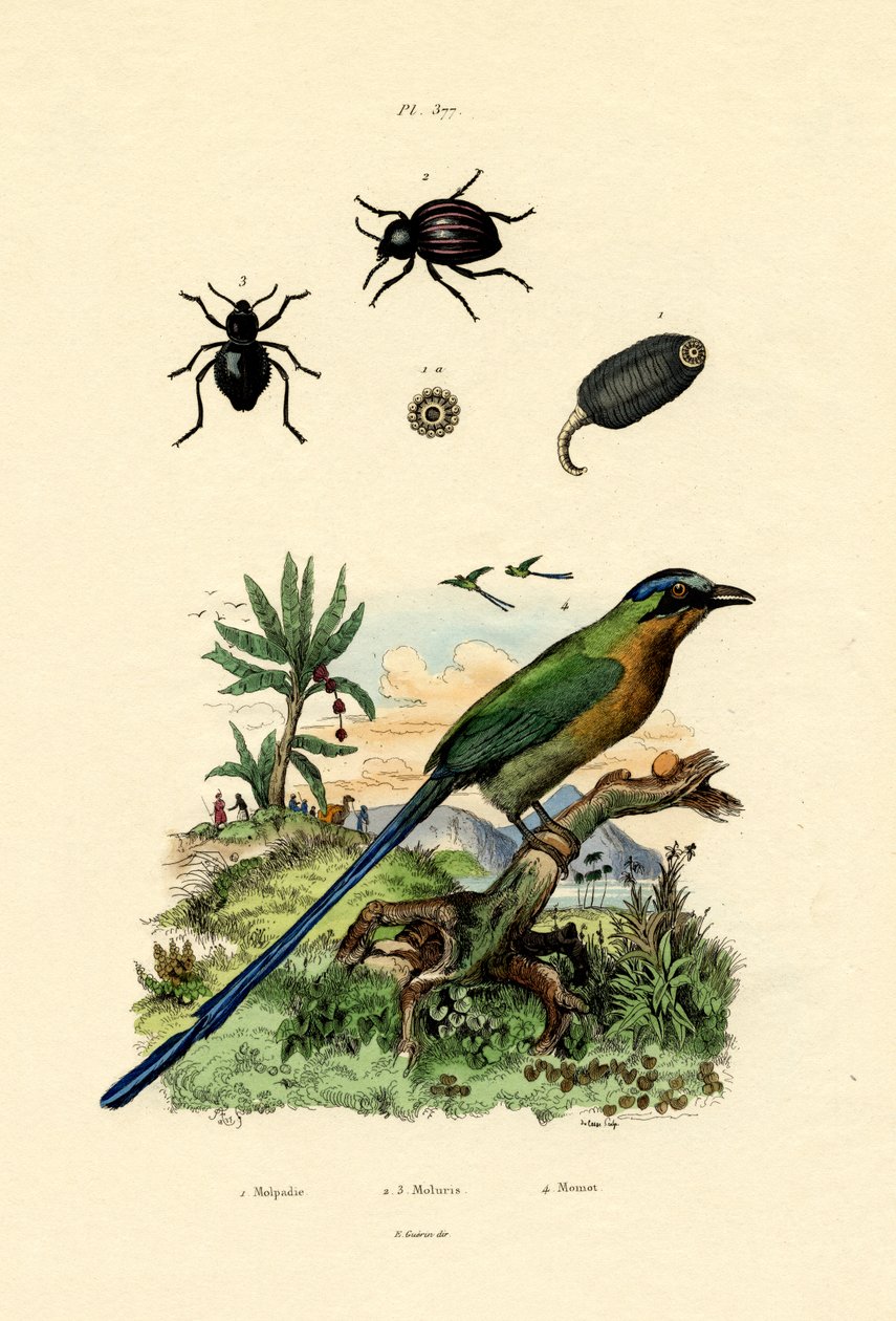 Sort agurk, 1833-39 af French School